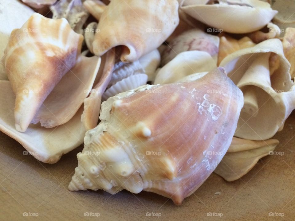 Sea shells in wooden bowl close up