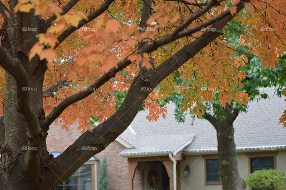 my oak tree fall season beauty