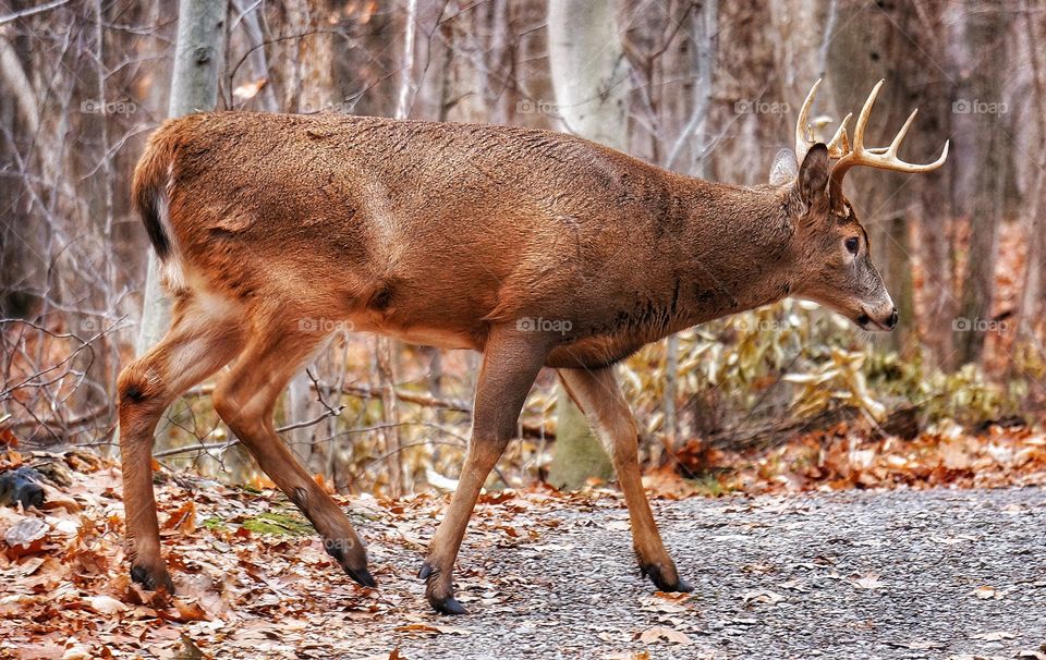 Deer Mont St-Bruno