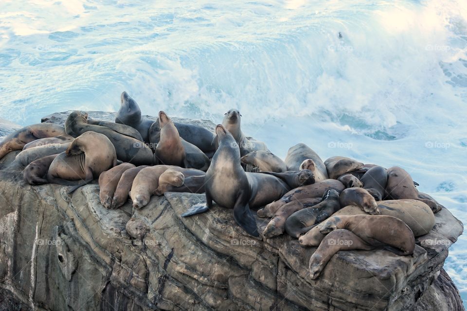 High angle view of sea lion