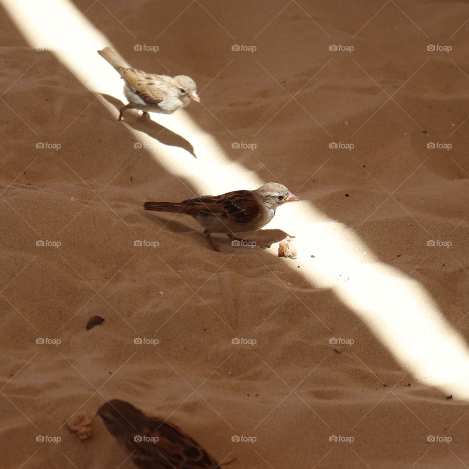 Two brown birds walking on the sand 