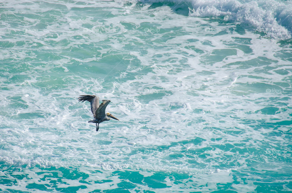 Pelican flying over waves