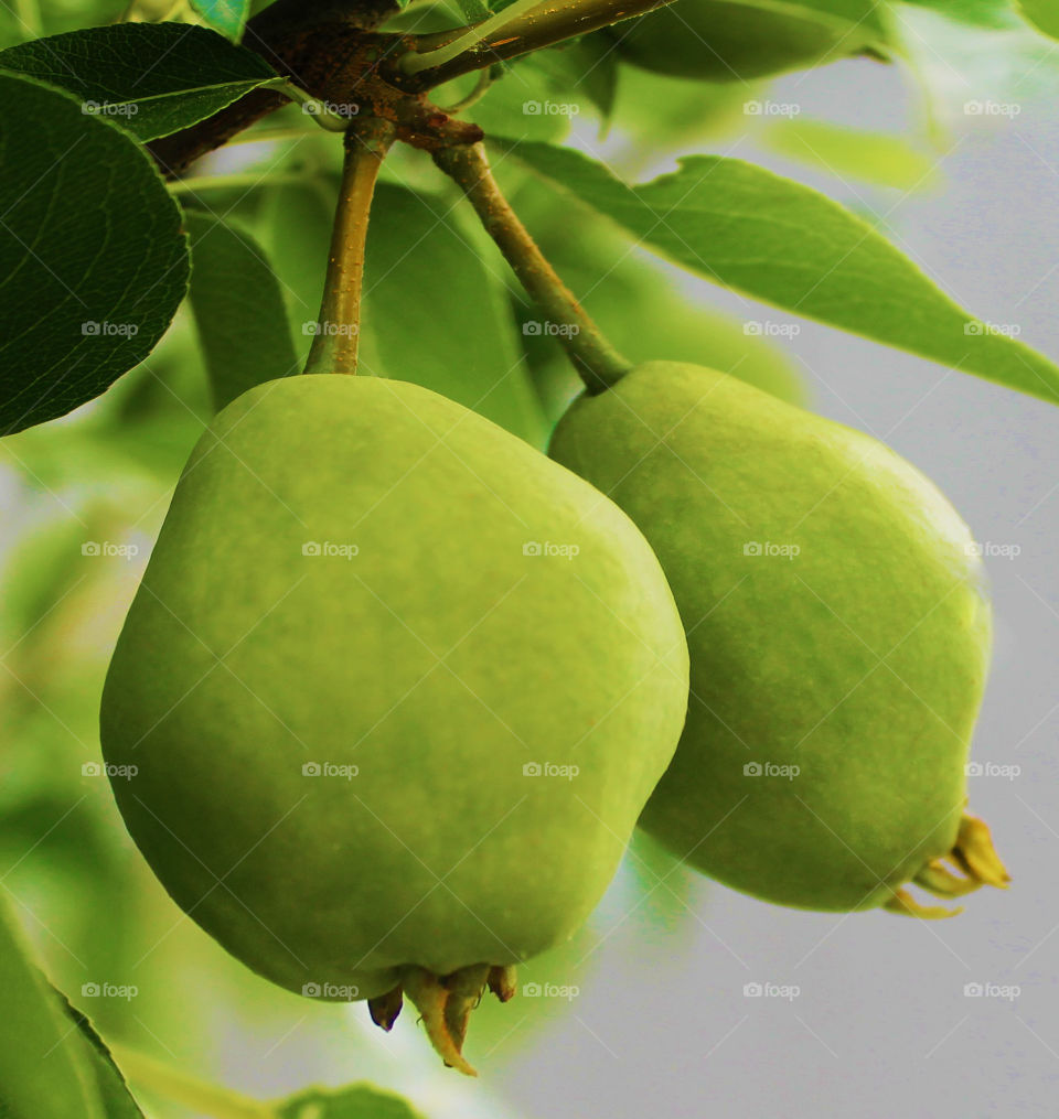 Close-up of two pears hanging on tree