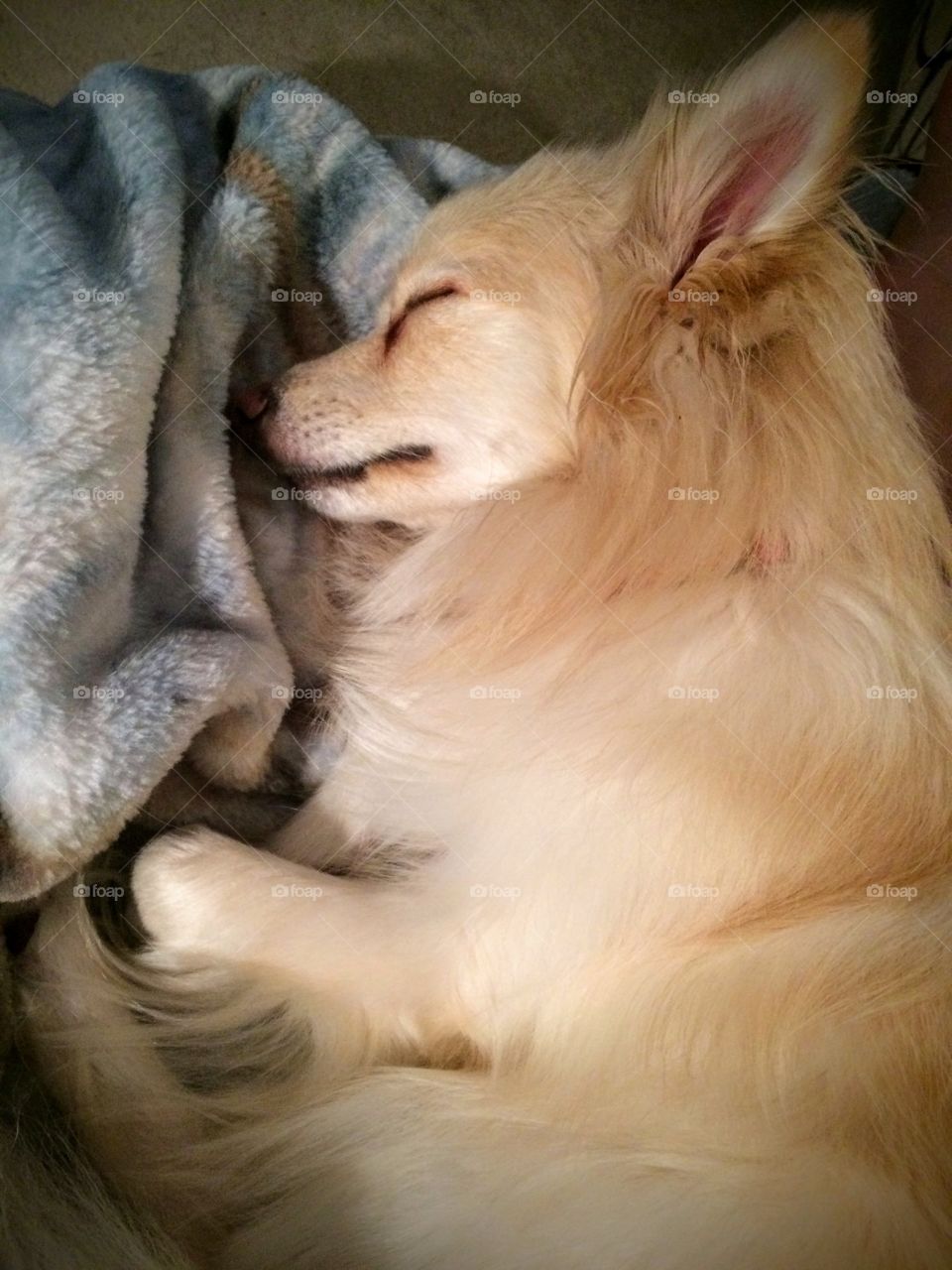 Lilly The sleepy Pom 