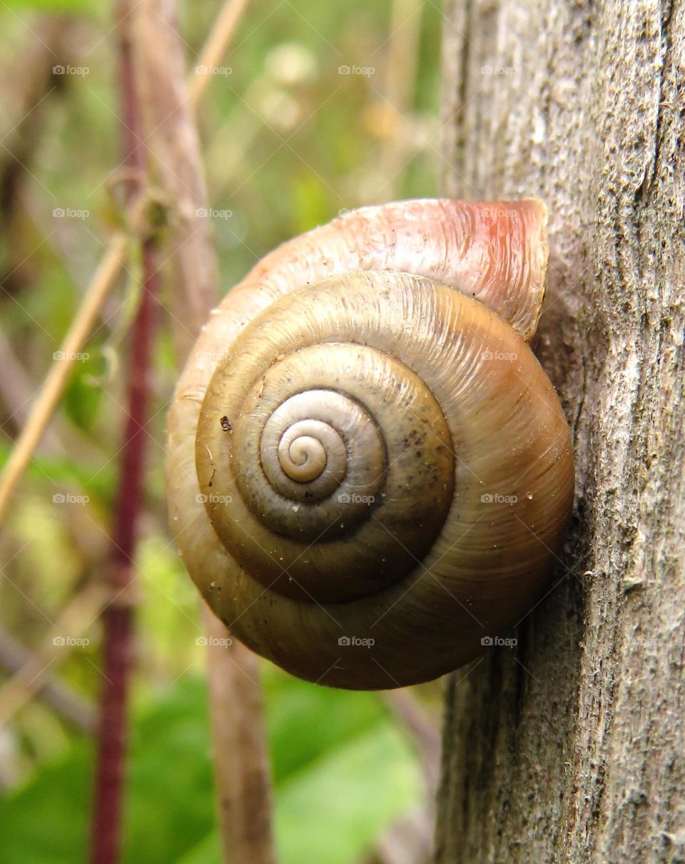 macro shots