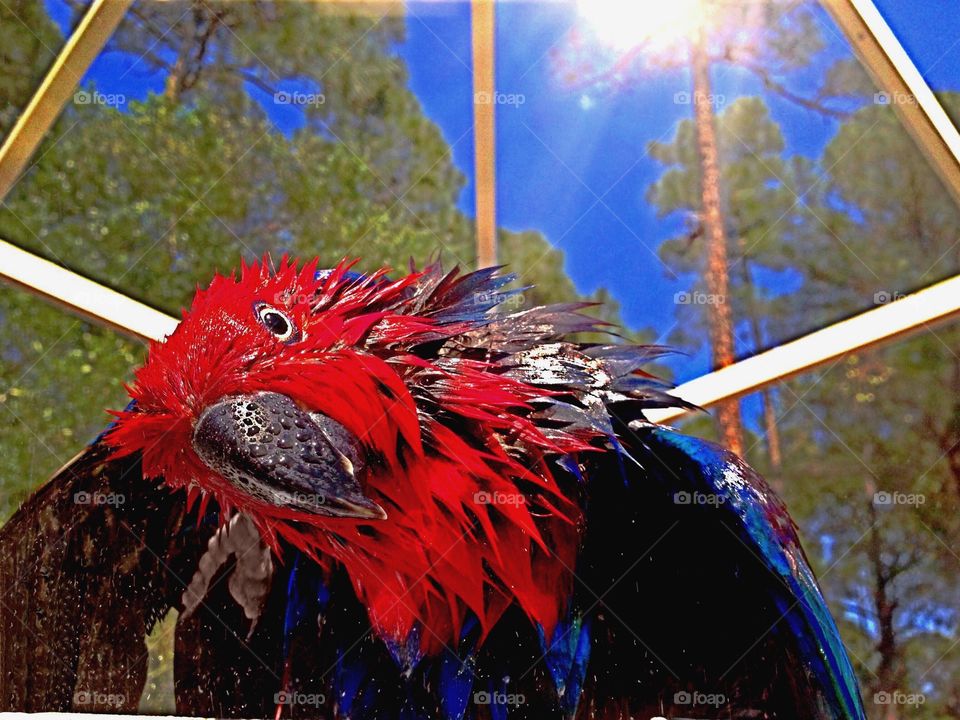 Wet red parrot on a summer day.