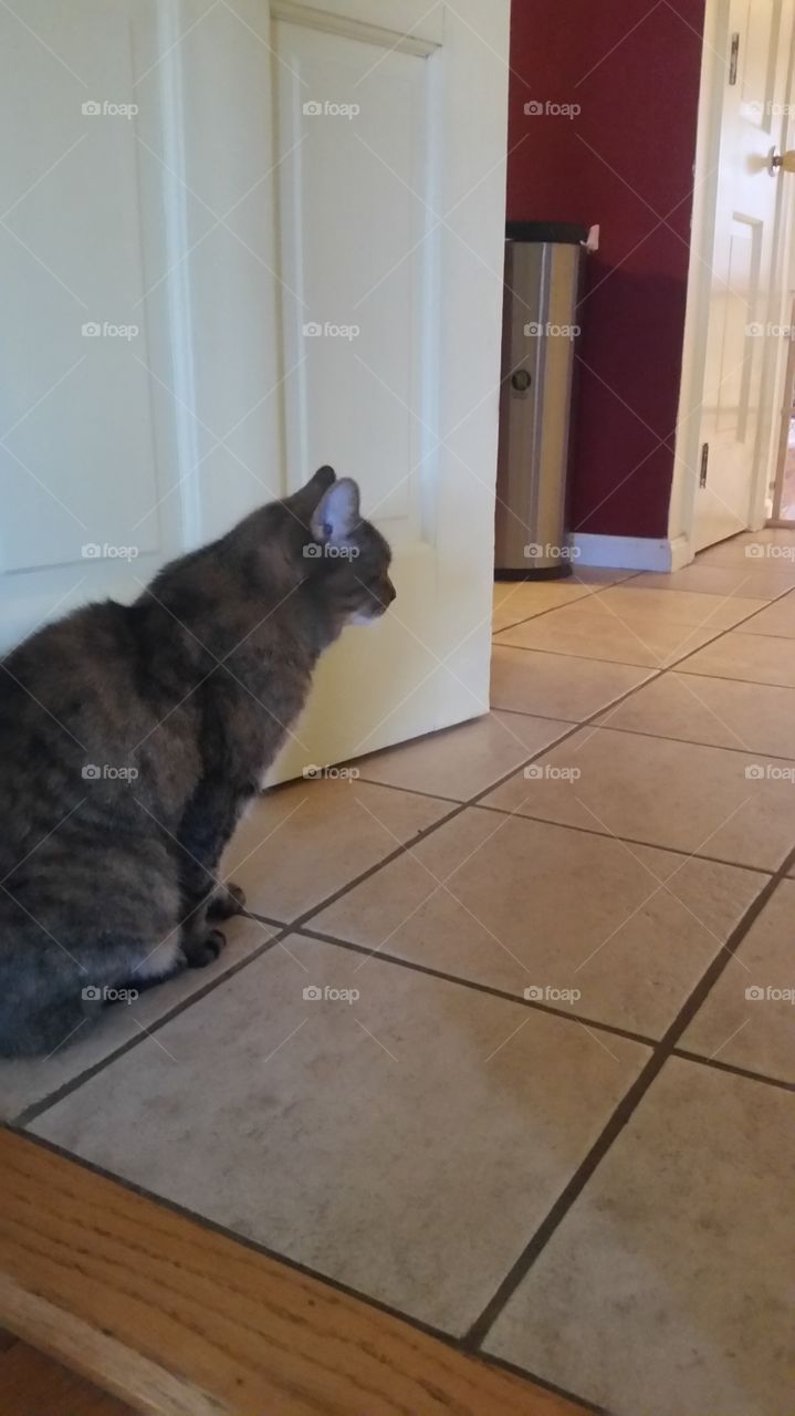 Cat. cat on tile