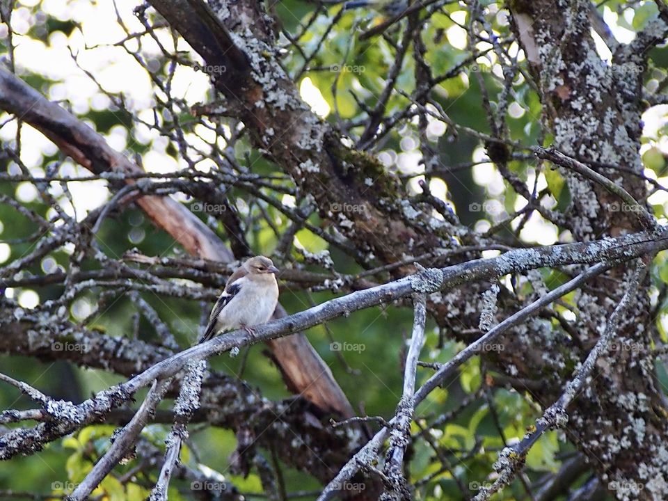 Chaffinch female in old apple tree