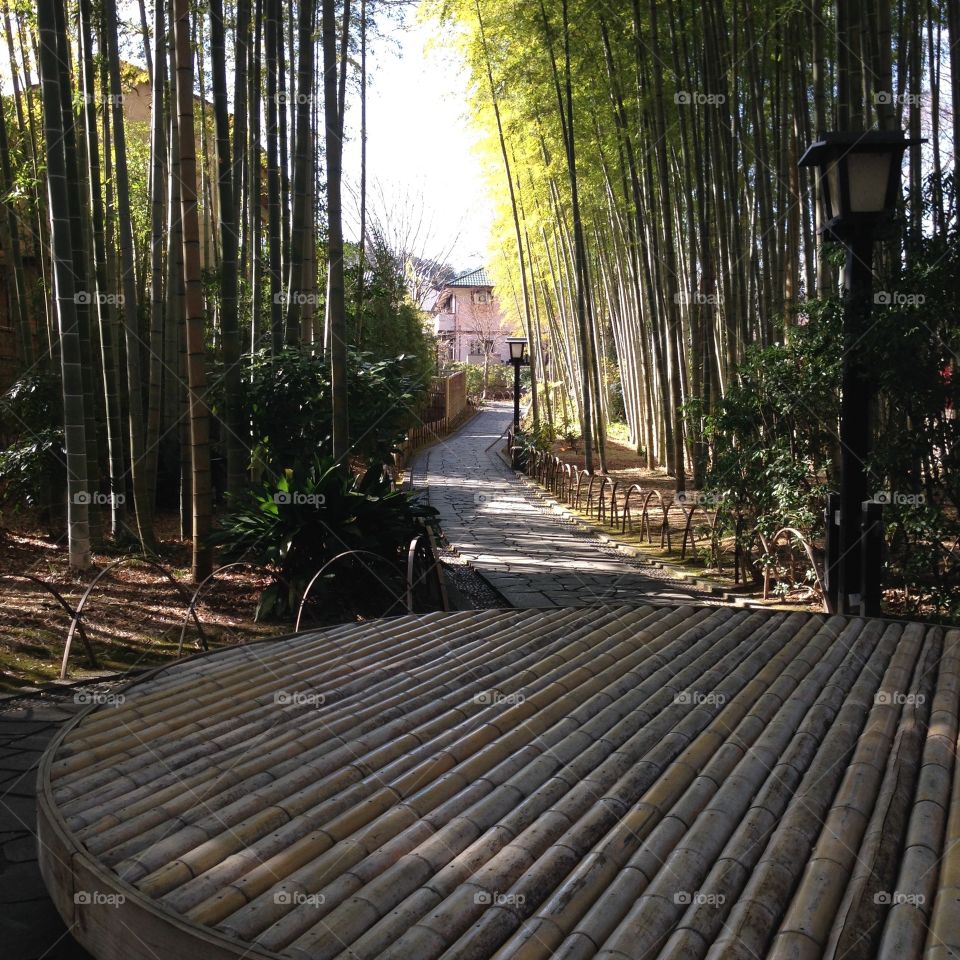 Bamboo path