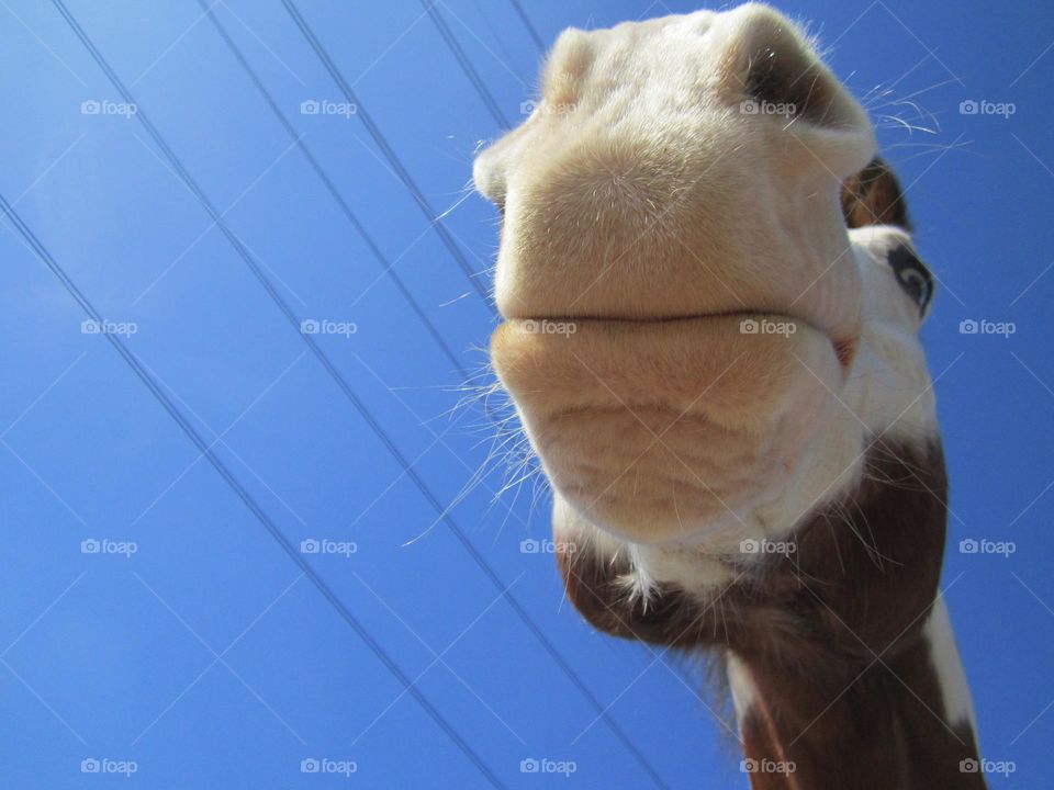 From the Ground Up: view of horse from below, which creates a distorted perspective.