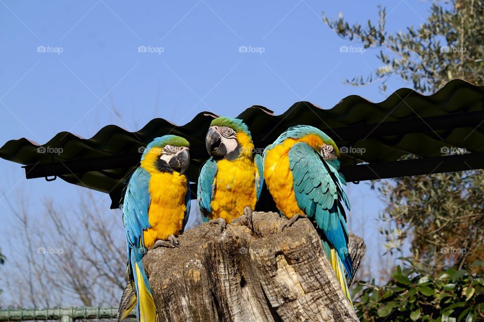 Parrots . Parrots in a zoo 