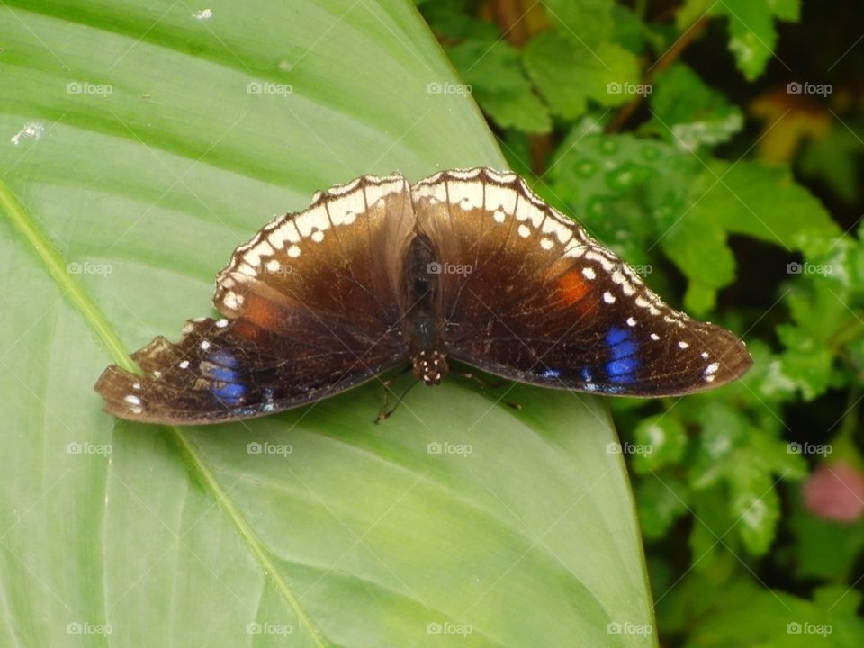 Brown with blue butterfly