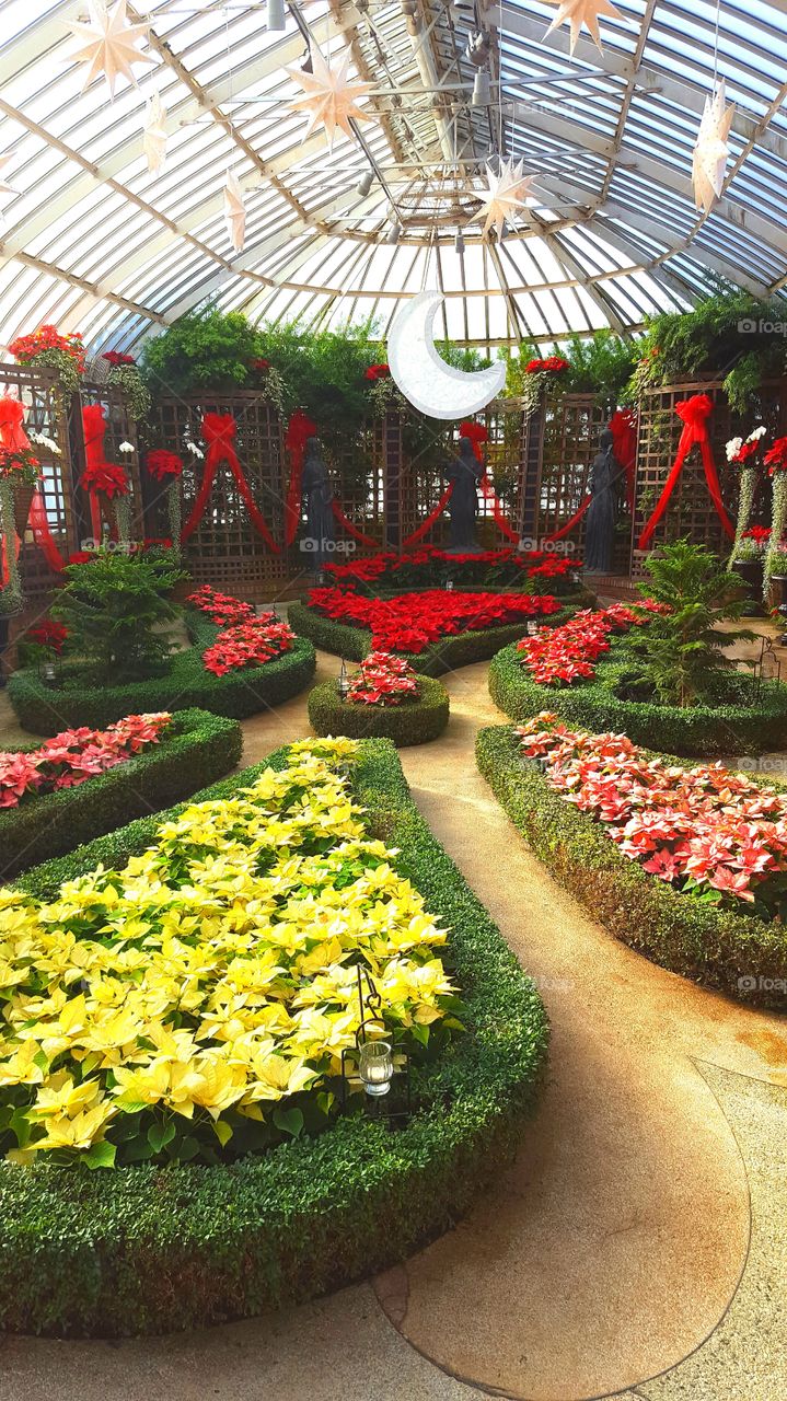 English knot garden filled with holiday poinsettias brighten a botanical conservatory room.