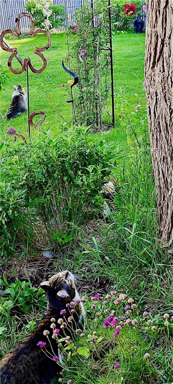 “Roukey”, the tomcat is curiously eying the newly handicapped way up the fifty year old tree that could lead to adjacent rooftops. Now two wire mesh nets are obstructing the way. “Linda”, his sister is content to stay put. 2024. Hypnotic Productions
