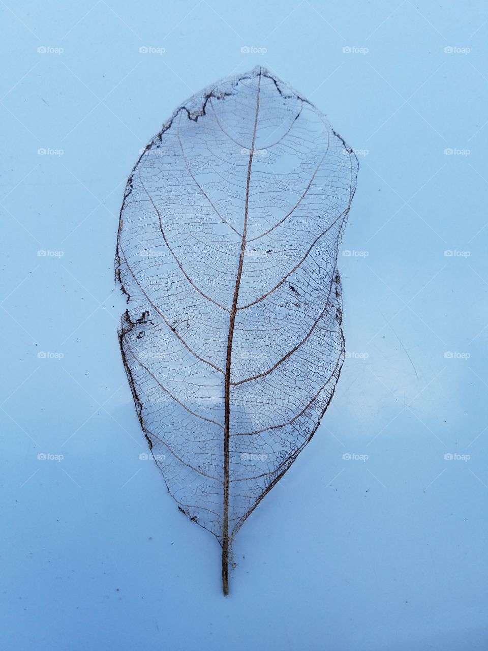 leaf.