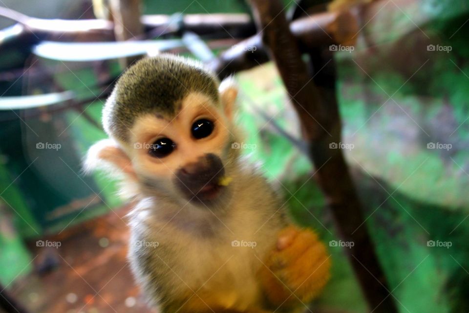 This little sack of love was all about getting his monkey debut, couldn’t keep the camera away from this adorable little fella 