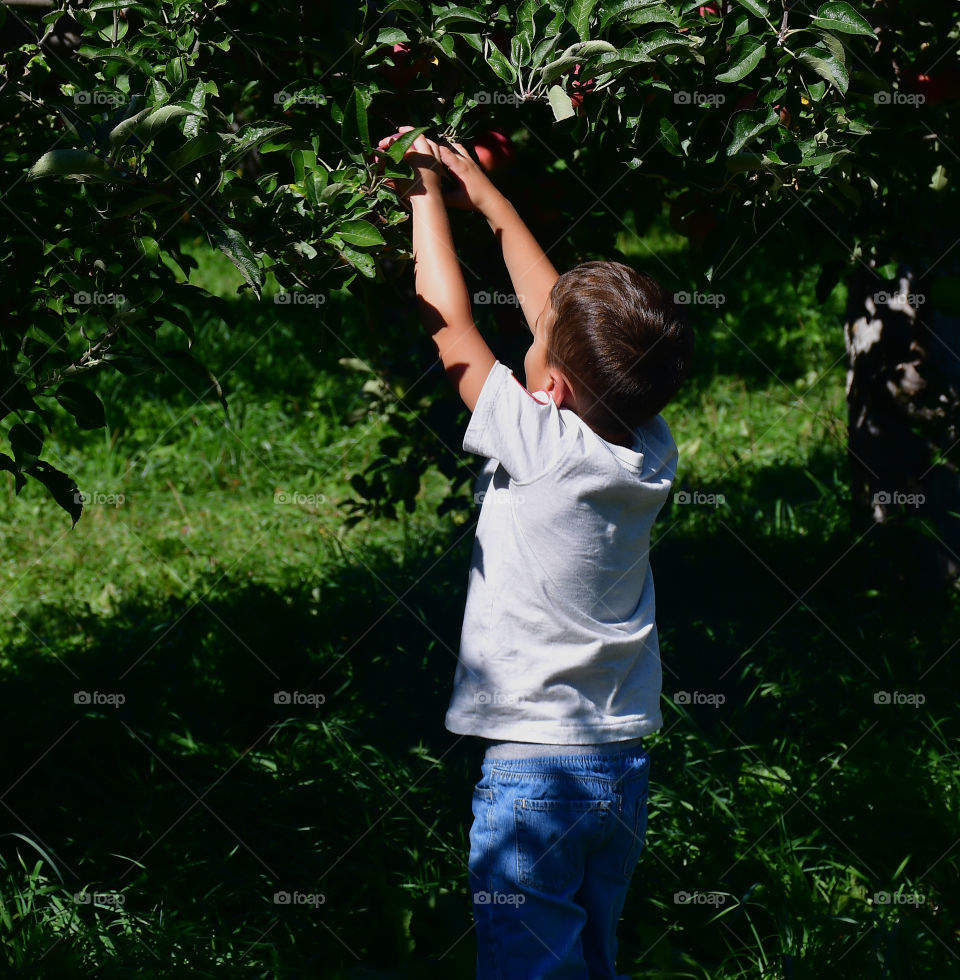 Apple picking