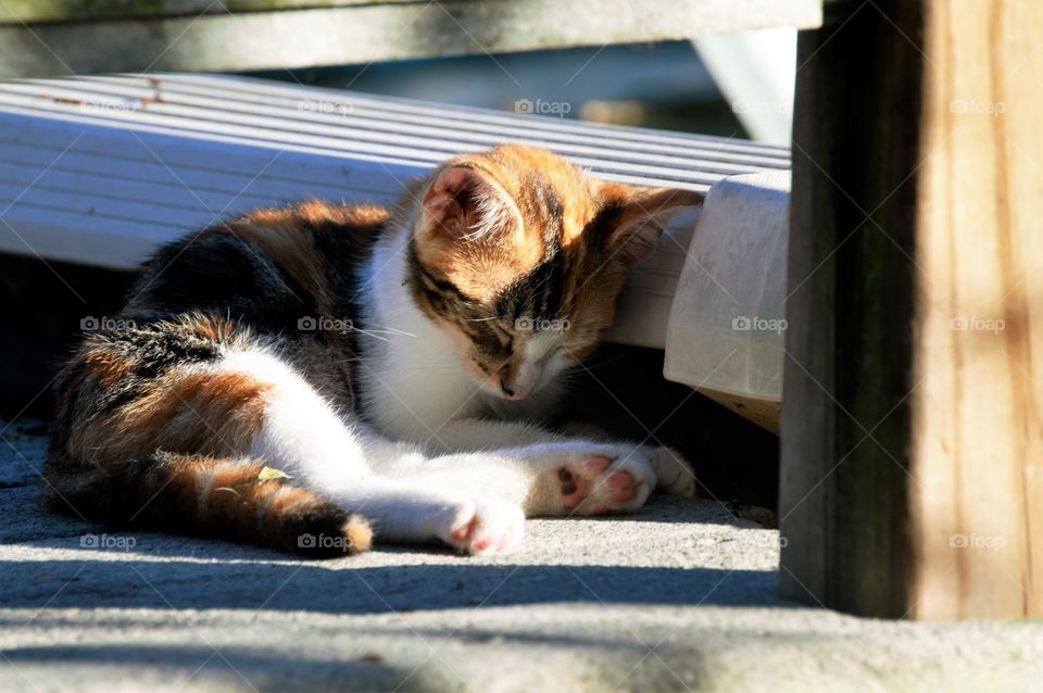 Calico kitten sleeping 