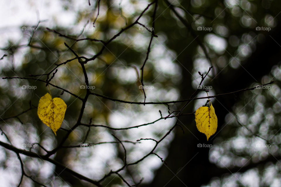 Two leaves in autumn