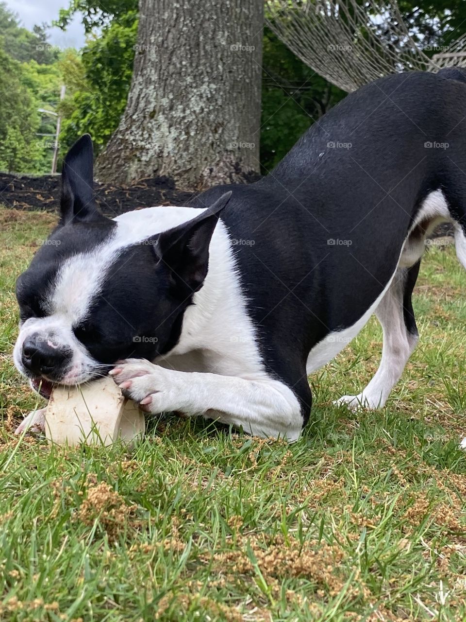 Beans the Adventure Pup enjoying a bone after his hike. A Boston Terrier and his favorite bone! 