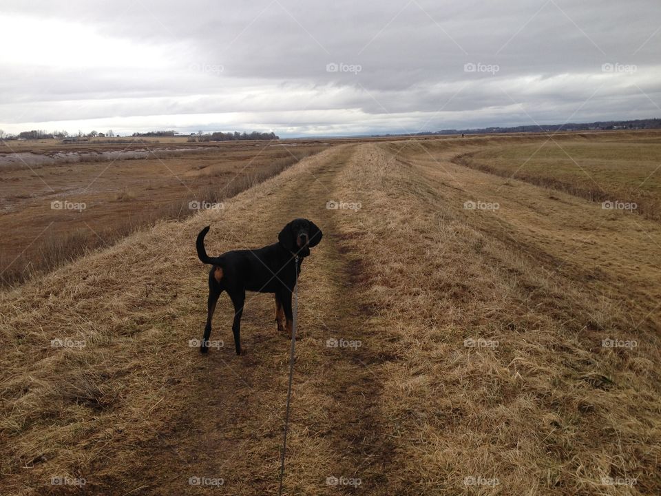 Coonhound on dyke land