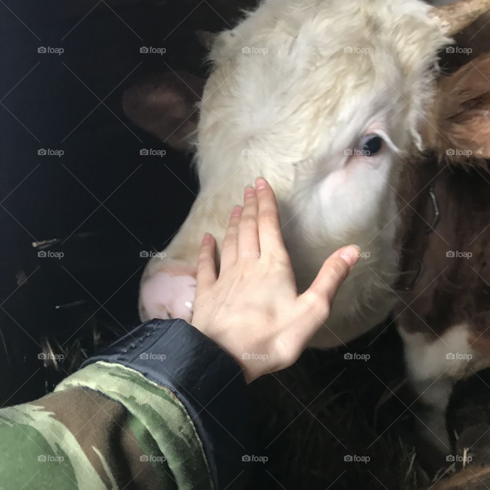 Nature is beautiful, this cow is so pretty