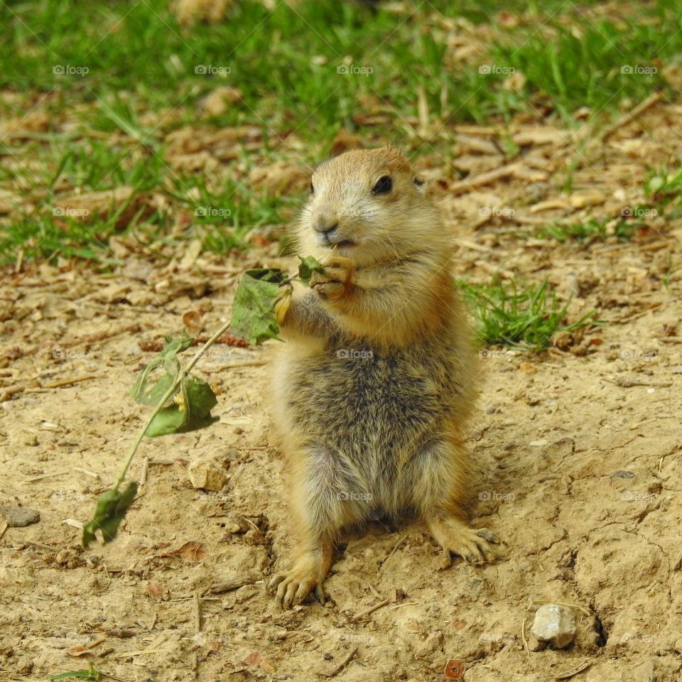 Rodent, Squirrel, Cute, Mammal, Wildlife