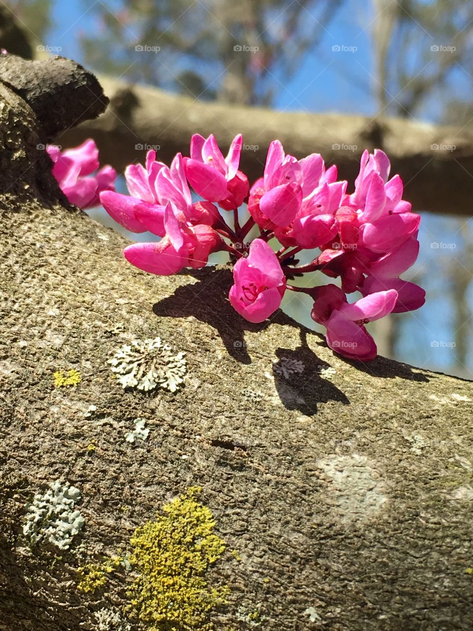 Texas redbud branch wakes after the winter and shows spring budding with bright beauty