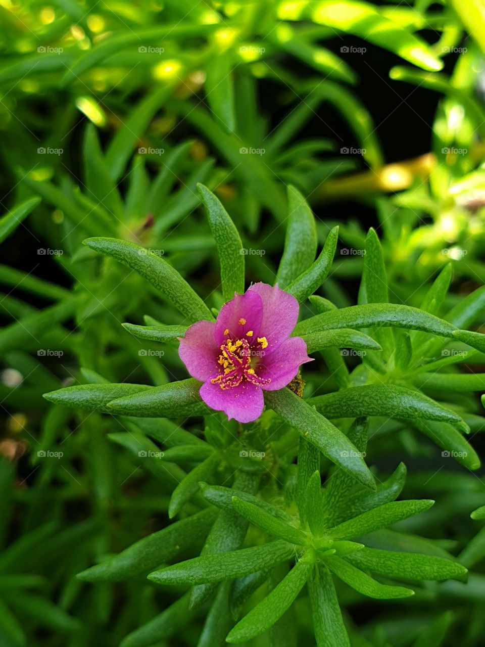 the Portulaca Grandiflora