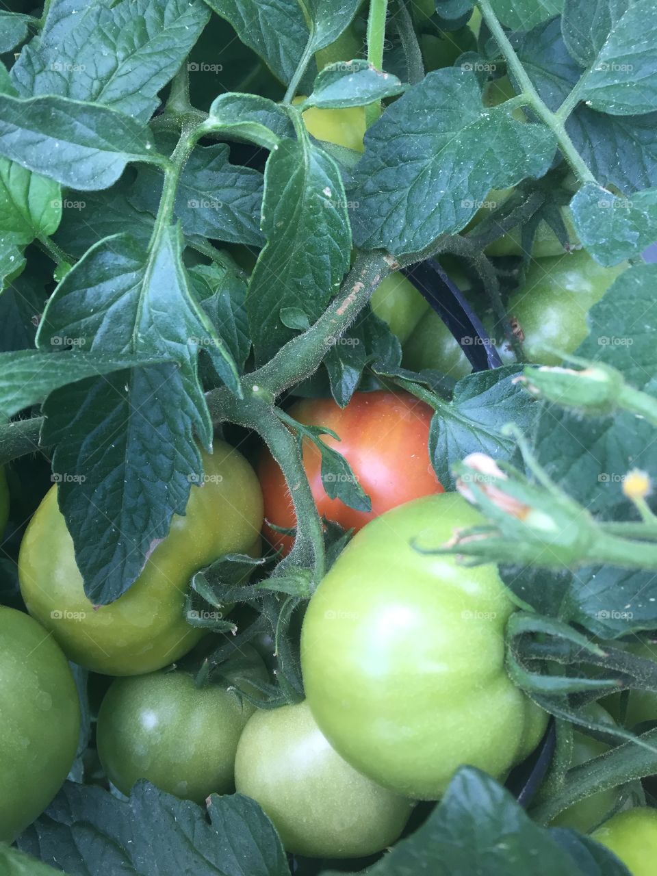 Fresh tomato plant