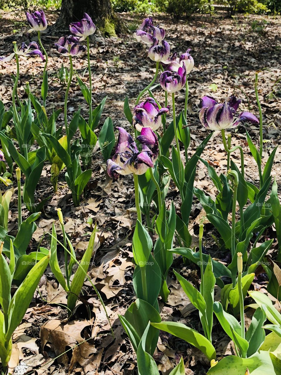 Springtime Blooms