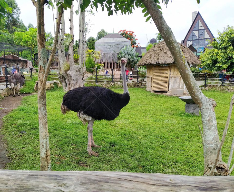 An ostrich in Lembang Park and Zoo, Indonesia