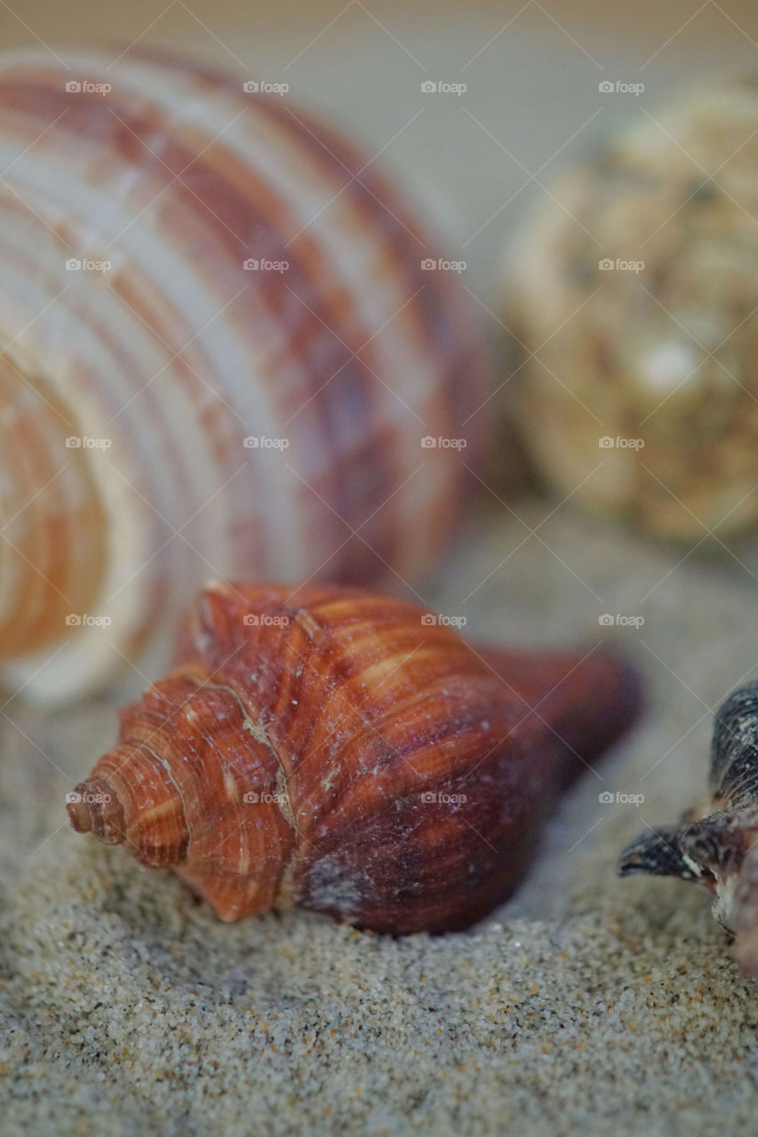 Extreme close -up seashell