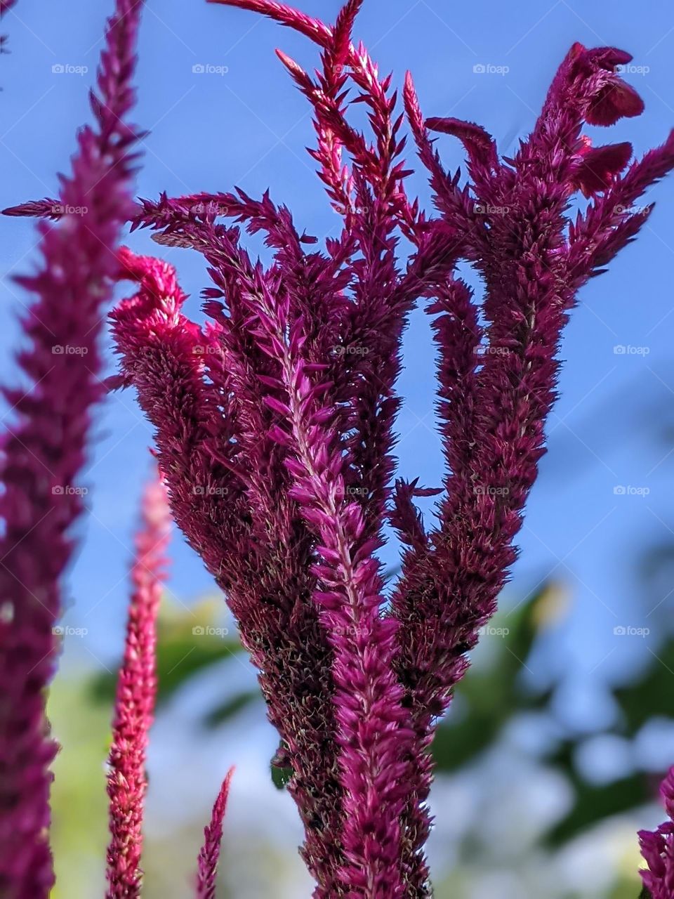 Celosia cristata