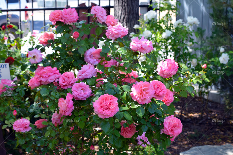 A plant of pink roses