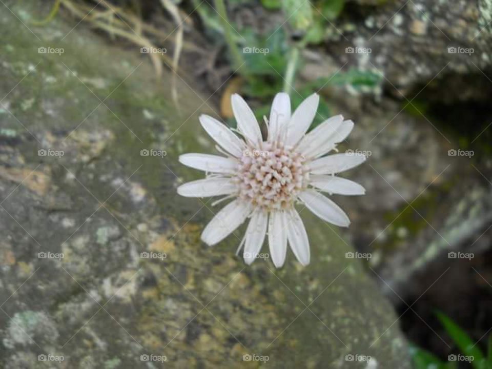 White flower rarely seen by anyone. Found it and love it, on the hill Ares of kullu