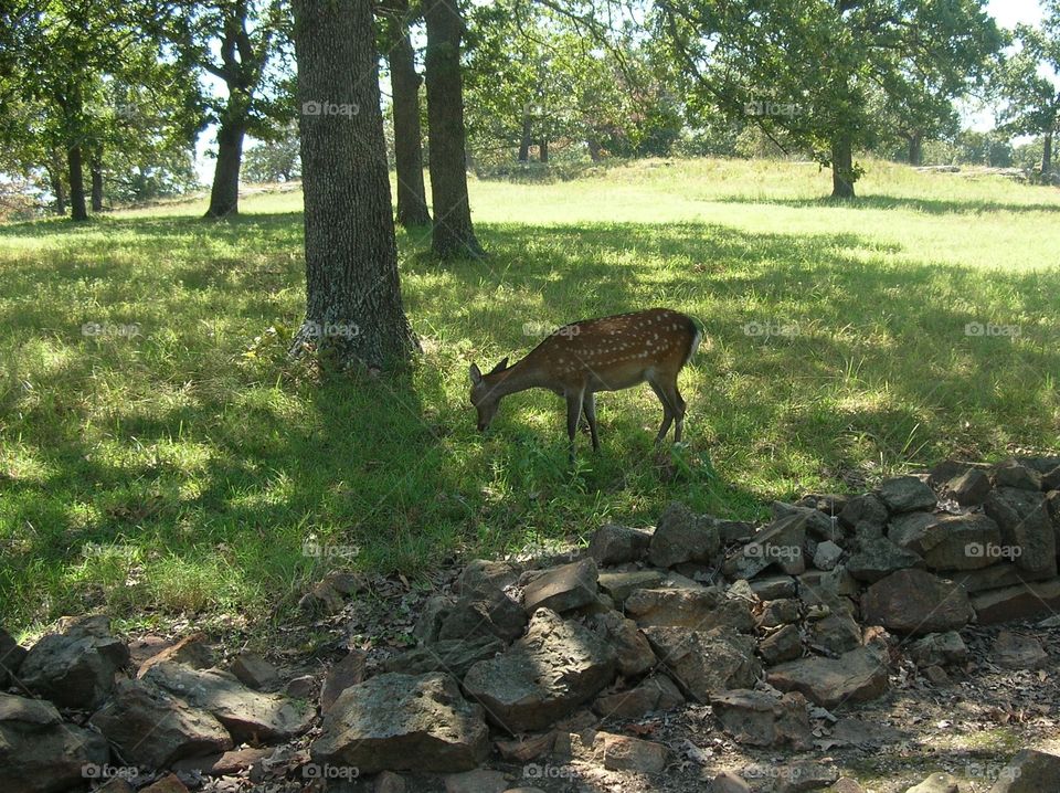 Fawn baby deer. Photo taken in Bartlesville OK