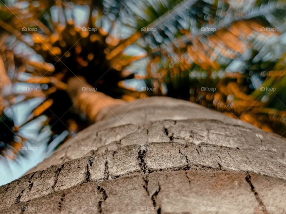 coconut tree trunk