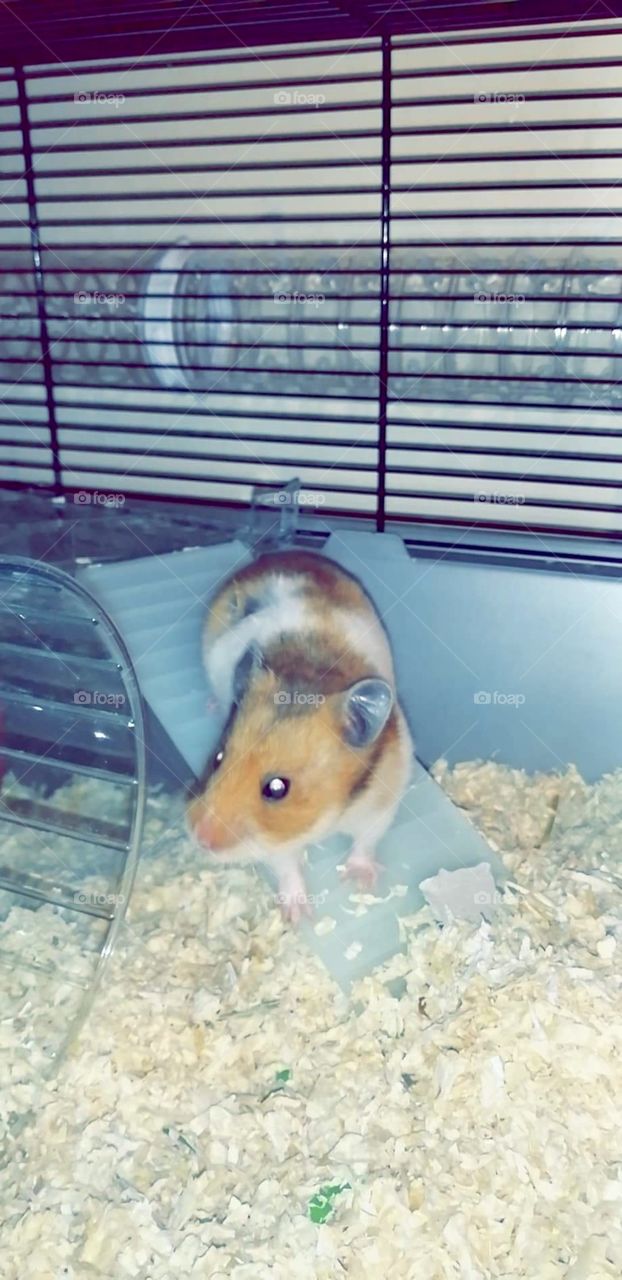 Hamster 🐹