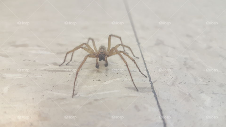 common house spider on the floor of a convenience store