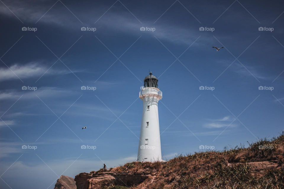 Lighthouse and Birds