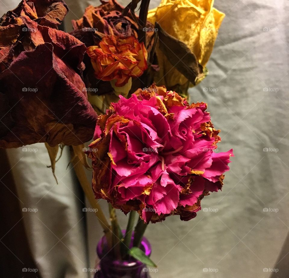 A flower trying to fight for survival gracefully. A flower that never wants to die. 