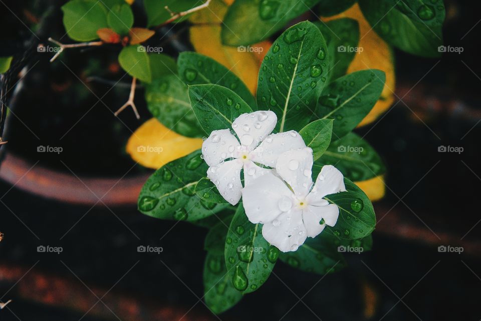 "fresh flowers after the rain in the early morning"