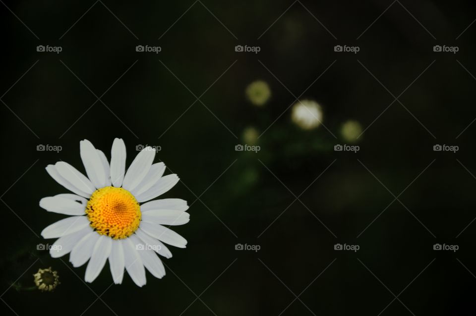 Nature, No Person, Blur, Flower, Flora