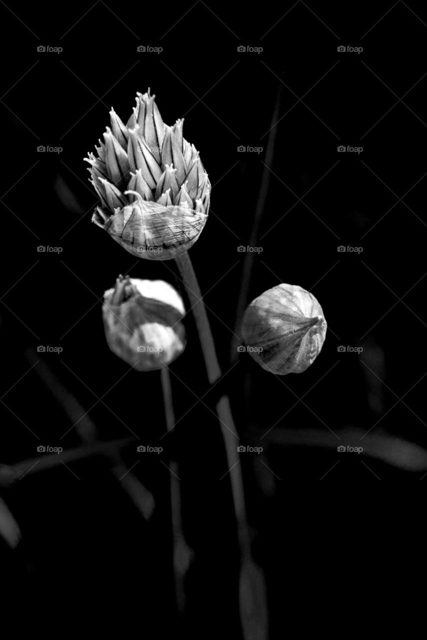 Chive blossoms in black and white