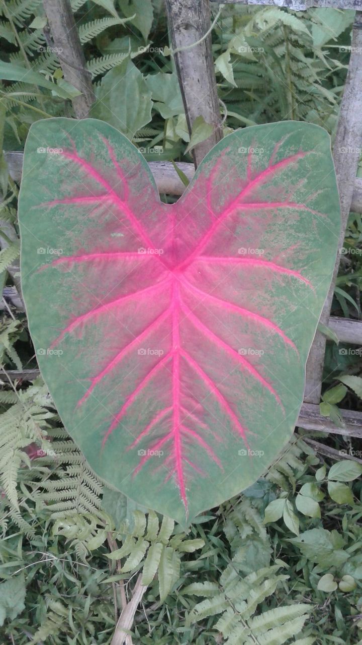 green and pink designed leaf which is so beautiful, so nice coloured by mother nature