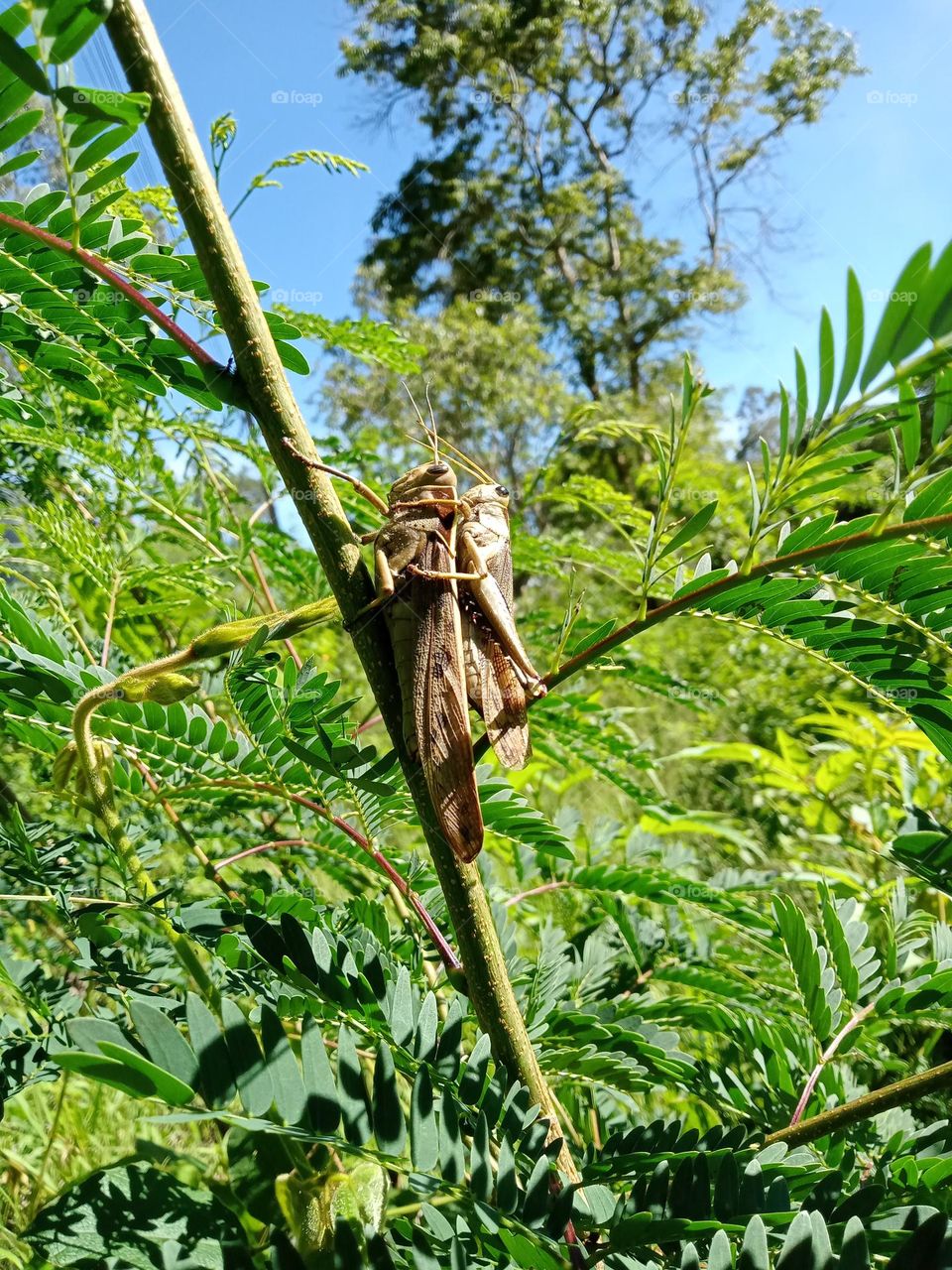 Large grasshoppers