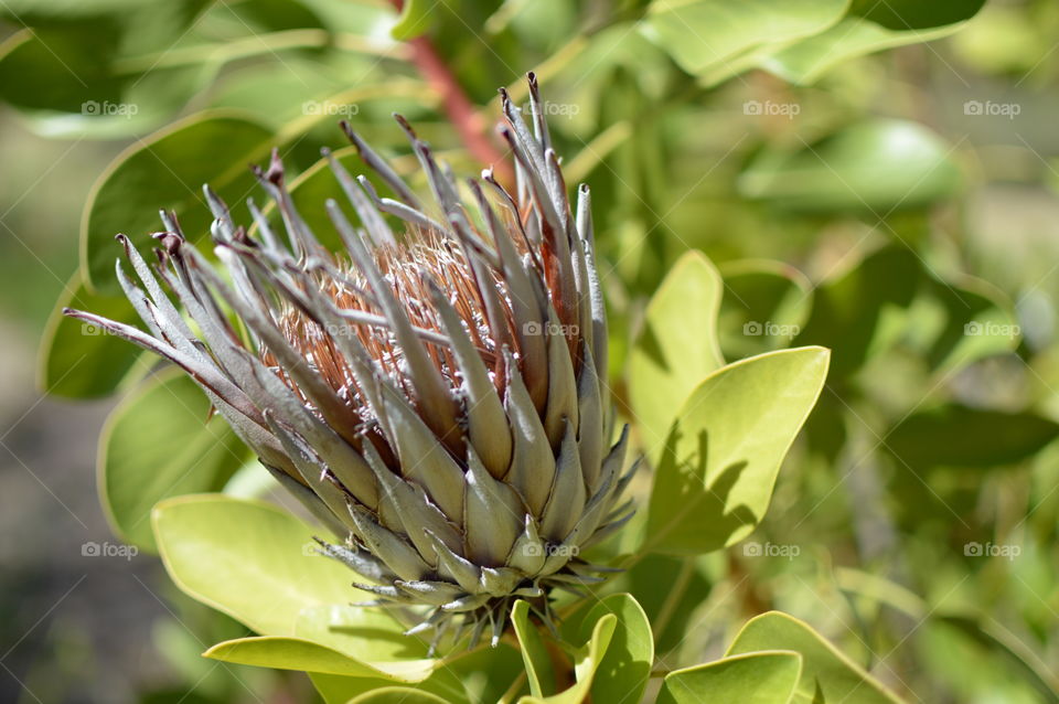 There is still beauty in death. Even though this flower has died, it retains the memory of what it once was.