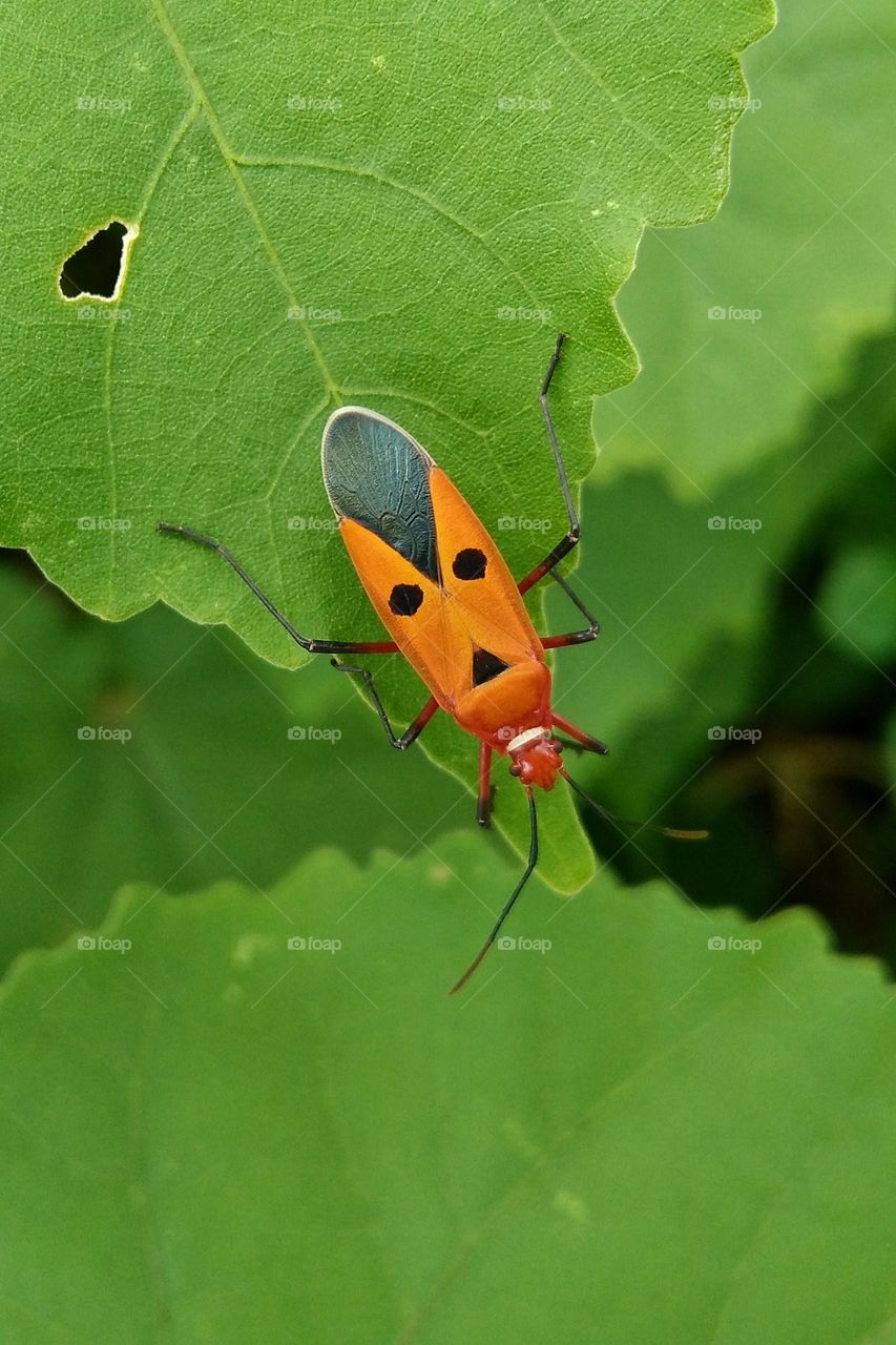 Red cotton bug