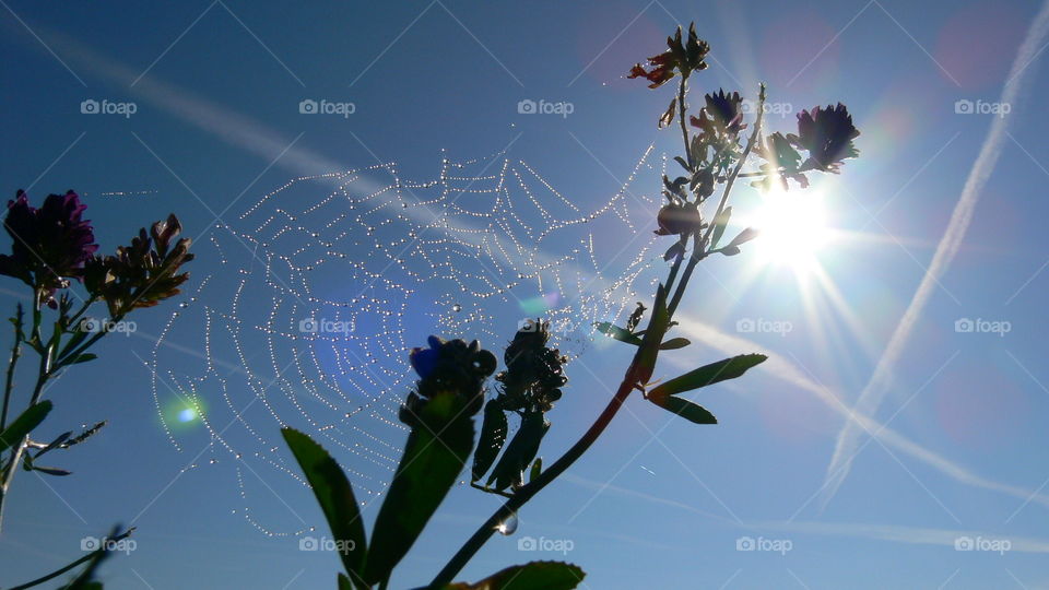 Sonne hinterm Spinnennetz